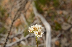 Pseudoselago spuria