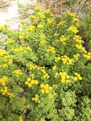 Oncosiphon sabulosus