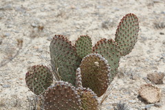 Opuntia rufida
