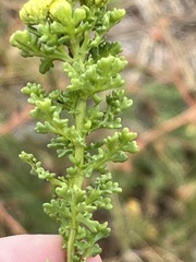 Oncosiphon sabulosus