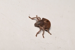 Gonipterus platensis