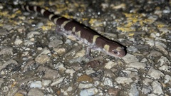 Ambystoma annulatum