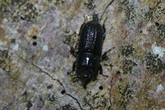 Sinodendron cylindricum