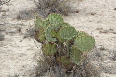 Opuntia phaeacantha