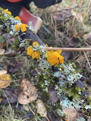 Tremella mesenterica