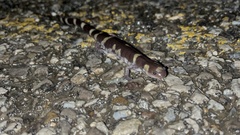 Ambystoma annulatum