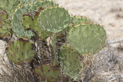 Opuntia phaeacantha