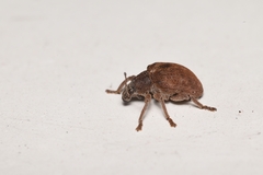 Gonipterus platensis