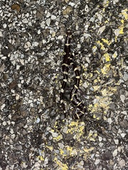 Ambystoma annulatum