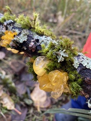 Tremella mesenterica