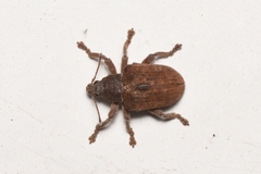 Gonipterus platensis