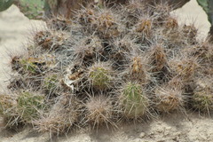 Echinocereus enneacanthus enneacanthus