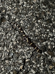 Ambystoma annulatum