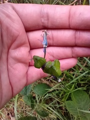 Hyacinthoides non-scripta