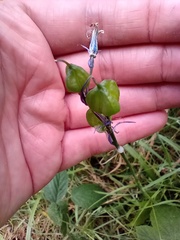 Hyacinthoides non-scripta