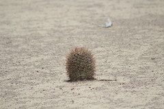Coryphantha poselgeriana