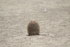 Coryphantha poselgeriana