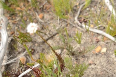 Pseudoselago spuria