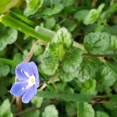 Veronica filiformis