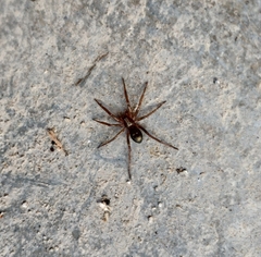 Sagana rutilans