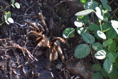 Aphonopelma chalcodes