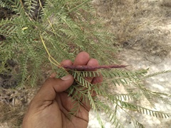 Prosopis odorata