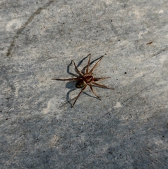 Sagana rutilans