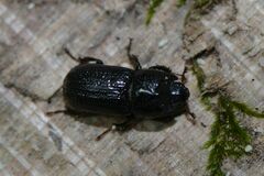 Sinodendron cylindricum