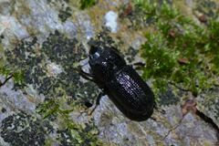 Sinodendron cylindricum