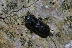 Sinodendron cylindricum