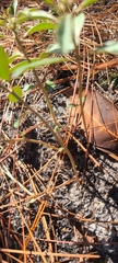 Croton argyranthemus