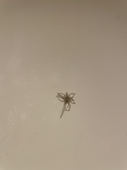 Cheiracanthium mildei