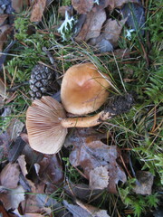 Lactarius aurantiacus