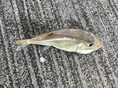 Lagocephalus lunaris