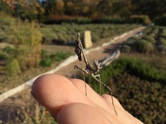 Empusa fasciata