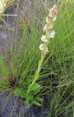 Satyrium stenopetalum