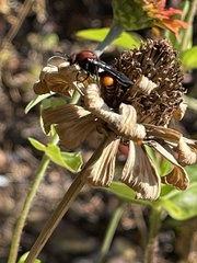 Timulla compressicornis