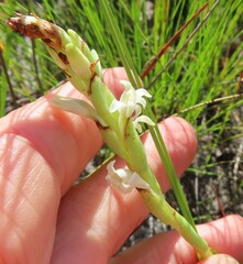 Satyrium stenopetalum
