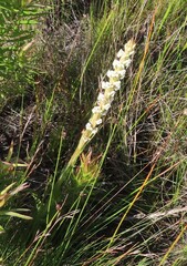 Satyrium stenopetalum