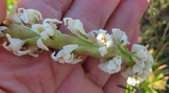 Satyrium stenopetalum