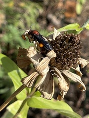 Timulla compressicornis