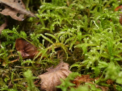 Eurhynchium angustirete