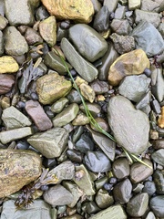 Zosteraceae