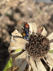 Timulla compressicornis