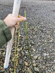 Zosteraceae
