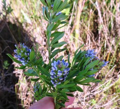Psoralea bracteolata