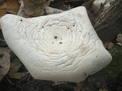 Infundibulicybe geotropa