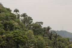Arecaceae