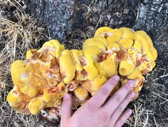 Laetiporus
