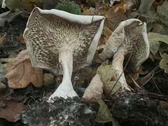 Infundibulicybe geotropa